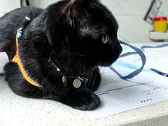 -萌兽医馆·宠物医院·猫骨科(创景店)