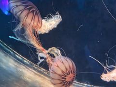 -太平洋海底世界