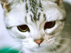 -万达广场(泰安泰山店)