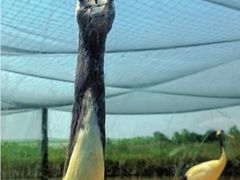 -盐城丹顶鹤湿地生态旅游区