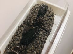 -奈雪的茶(百盛店)