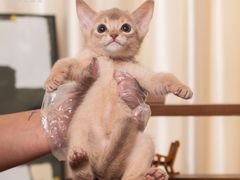 -小猫来了·猫舍(红山六九七九店)