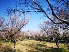 -林屋梅海青梅保护基地