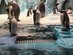 -帝企鹅自助餐厅•儿童岛•真企鹅(长隆企鹅酒店)