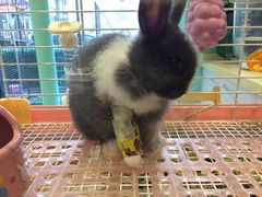 -雨林宠物医院 非犬猫异宠专科