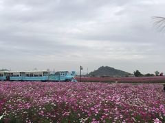 -径山花海