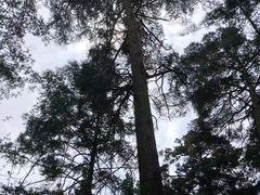 -美人松苑