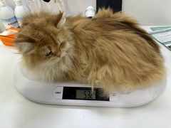-爱洗澡的猫(天河路店)