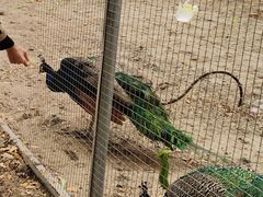 -意大利农场度假村