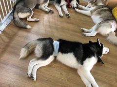 -Husky Go! 哈士奇体验馆·宠物咖啡厅狗咖