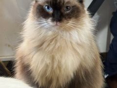 -楼上猫咖(罗湖店)