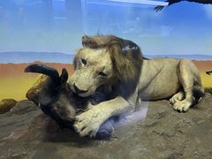 -国家自然博物馆