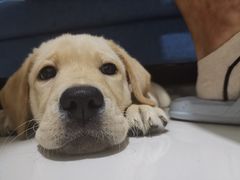 -古乐牛香·鲜牛肉牛杂火锅(新区店)