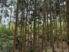 -玉苍山国家森林公园