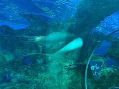 -芜湖新华联大白鲸海洋公园