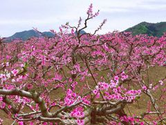 -河口景区