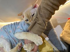 -COLOR PETS 撸猫馆·购猫·猫咖(长风大悦城店)