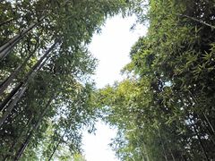 -陈家山荷花公园