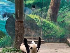 -中国大熊猫保护研究中心雅安碧峰峡基地