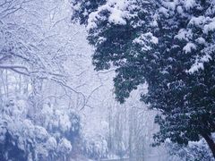 -扬州大运河文化旅游度假区·盆景园