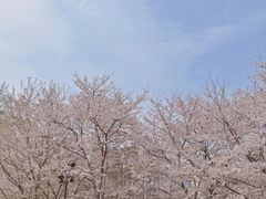 -武汉大学-樱园