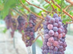 -成都美盈都市现代农业示范园