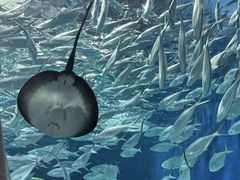 -上海海洋水族馆