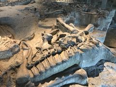 -自贡恐龙博物馆