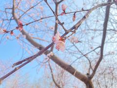 -桃花堤公园