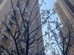 -丁香湖公园