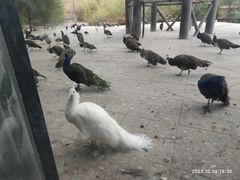 -鄂尔多斯野生动物园