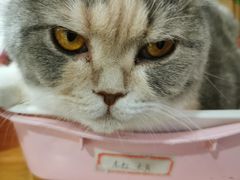 -藦茜花园宠物主题亲子互动体验馆(国顺东路店)