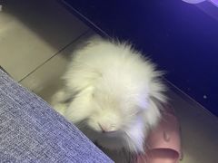 -耳艺采耳·足疗·按摩SPA(市桥店)