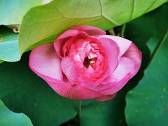 -陈家山荷花公园