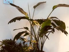-喜茶(上海五角场万达店)