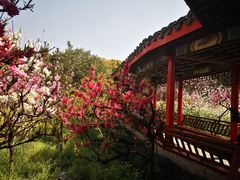 -南汇桃花村