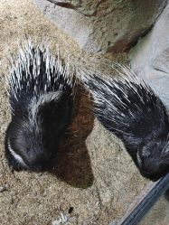 -酷嗒动物文化乐园(cutezoo西溪乐天城店)