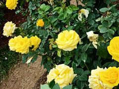 -人民公园(罗湖区)