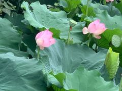 -蜀宴新村·柴火鸡(柏水店)