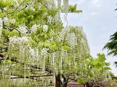 -嘉定紫藤园