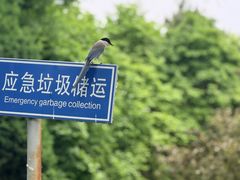 -北京国子监胡同
