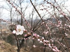 -北京鹫峰国家森林公园