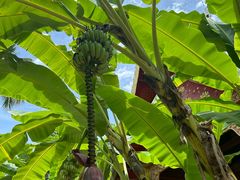 -西双版纳傣族园