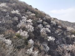 -北京鹫峰国家森林公园