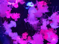 -威海华夏城景区