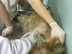 -中农大我爱我爱24h动物医院·中医针灸·猫专科·骨科医疗中心(双井店)