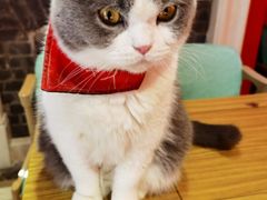 -猫色咖啡·猫咖