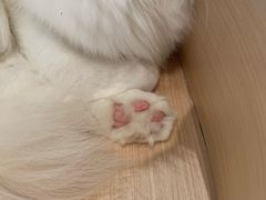 -瞄一喵猫咖(格力海岸店)