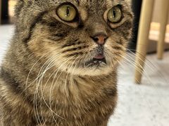 -喵园·猫主题咖啡厅·撸猫·猫咖(国贸店)