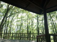 -铁山坪森林公园